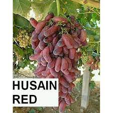 Jual bibit tanaman buah yang sudah hidup, jenis unggul, impor, langka, umum. Tanaman Buah Unggul Cepat Berbuah Bibit Tanaman Buah Anggur Import Jual R C5t Shopee Indonesia
