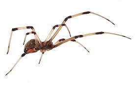 The south african black button does not have an hourglass marking (don't confuse it with it's equally venomous american black widow and australian button spiders are found all over south africa, and they usually reside in quiet, dark places. Latrodectus Geometricus Wikipedia