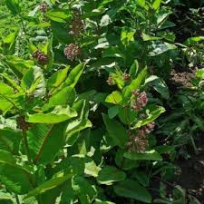 Image result for Asclepias graminifolia