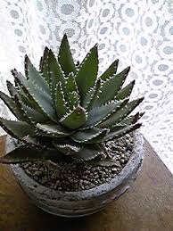 アロエ 竜山 植物経験値 雑貨と植物の育て方図鑑
