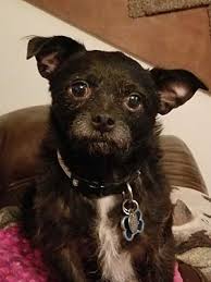 Adopting a child from oregon's foster care system. Salem Or Terrier Unknown Type Small Meet Junior A Pet For Adoption Dachshund Adoption Pets Pet Adoption