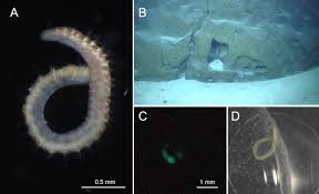 Image result for Polychaeta spp.