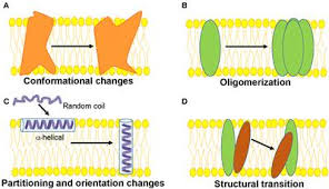 About the xl dynamics recruitment 2020 for freshers location: Frontiers Site Directed Fluorescence Approaches For Dynamic Structural Biology Of Membrane Peptides And Proteins Molecular Biosciences