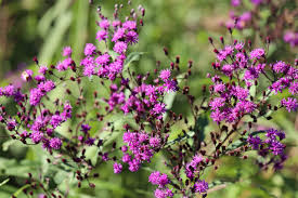 Image result for Vernonia natalensis