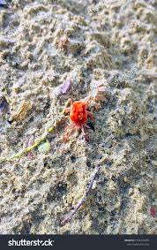 Image result for Trombicula autumnalis