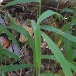 Image result for Urochloa deflexa