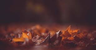 60 breathtaking fall images for your inspiration. 9 Quick Ways To Photograph Autumn Colours With Accuracy Camera Jabber