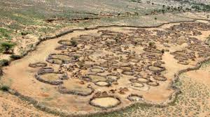 Image result for Selago barabei