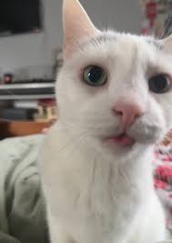 Unique cat with large ears finds her forever home