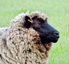 Sheep Of The Week Sheep Farm Animals Goats