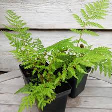 Image result for Cyathea thomsonii