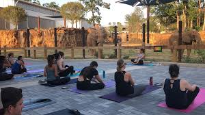 Tough love yoga has made its mark in atlanta by providing affordable, accessible, and expertly taught yoga classes to students of all ages and experience levels. Zoo Atlanta Yoga Elephants Tembo Terrace Ksdk Com