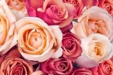 Iowa Rose Society's Rose Show