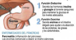 La Disfuncion Del Pancreas En La Diabetes Tipo 1 Y 2 Diabetes Tipo 1 Diabetes Endocrina