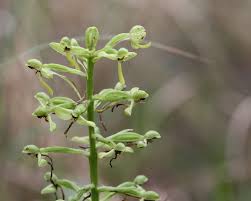 Image result for Habenaria tenuispica