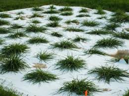 Mine germinated quite quickly, but i think i overwatered them and they all keeled over and died within a few days. Development Of Heat Tolerant Annual Ryegrass Germplasm Eurekalert Science News