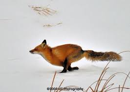 Fox On The Run Fox Pictures Animals Fox Running
