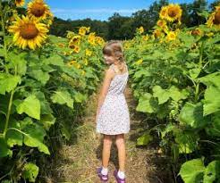 Maybe you would like to learn more about one of these? Sunflower Farms In Connecticut For Pick Your Own Flowers Mommypoppins Things To Do In Connecticut With Kids