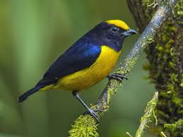 Black Bird With Orange Belly Orange Bellied Euphonia Euphonia Xanthogaster By Francesco Veronesi Euphonium Funny Birds Bird Feathers