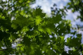 Integrated in adobe apps · curated by experts · editorial images Natural Green Tree Branch Background High Quality Free Backgrounds