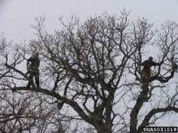Tree pruning, tree removal, cabling and bracing, urban forest management,tree inspections, habitat arboriculture international adheres to ansi a300 (part 1) pruning standard and ansi z133.1 safety standards, the guidelines recognised by the international. Tree Pruning To Ansi Standards Winter And Whenever Tree Care Tips