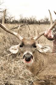 Top 10 Deer Hunting States In America Whitetail Deer Deer Deer Hunting