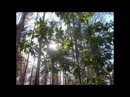 Pin By Vickie Clapp On Country Bluegrass Folk Music Country Music Videos Country Music Artists Folk Music