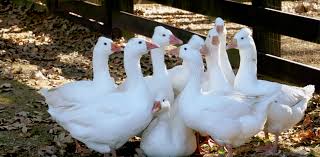 Gender has become very nuanced in that, for many individuals, they now have the opportunity to identify with new terms more suitable. Roman Tufted Geese Heritage Poultry Conservancy
