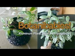 Maybe you would like to learn more about one of these? Pilea Cadierei Aluminum Plant Care And Propagation Youtube