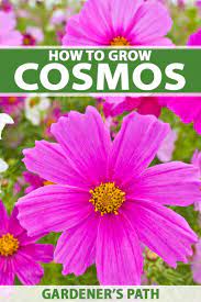 How To Grow And Care For Colorful Cosmos Flowers Gardener S Path Cosmos Flowers Annual Flowers Cosmos