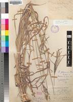 Image result for Digitaria seriata
