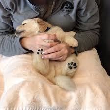 Happy Nail Trims Dilly Video Cute Funny Dogs Cute Dogs And Puppies Cute Baby Animals
