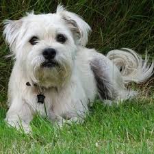 Maybe you would like to learn more about one of these? 28 Razas De Perros Pequenos Con Sus Fotos Y Caracteristicas Animalesmascotas