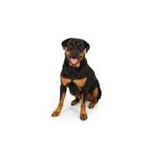 Their looks may be intimidating however once bonded with the owner rottweilers are very affectionate. Rottweiler Puppies Petland Florence