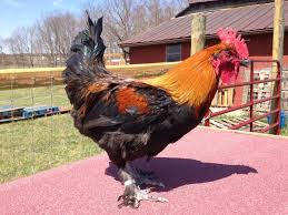 There are many color varieties available of marans chicken. The Ultimate Guide On Black Copper Marans Mranimal Farm