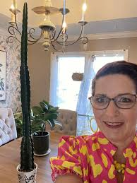 My eight year old monster cactus is finally flowering it measures 73x62 cms  he really is a big boy 😊❤️🌿🍀☘️