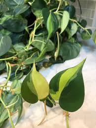 Platinum is the most expensive of the precious metals. Pothos Vs Philodendron 5 Easy Ways To Tell The Difference