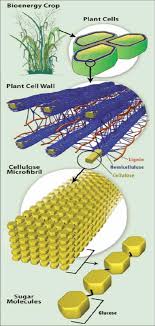 Questions answered every 9 seconds. An Overview Of Plant Cell Structure Representing The Glucose Production Download Scientific Diagram