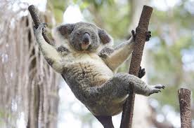 Seriously Though The Koalas Need You Work In Australia Working Holiday Visa Koalas