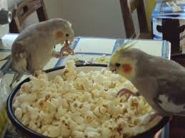 A Giant Popcorn Feast Fun Cheap And Convenient Snacks Food For Your Cockatiel Com Imagens Passaros Fofos Aves De Estimacao Passaro Calopsita