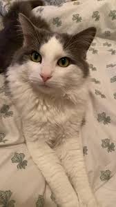 LostCat Anyone lost any Male cat around Dhanmondi?