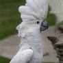 moluccan cockatoo for sale from www.tradeindia.com
