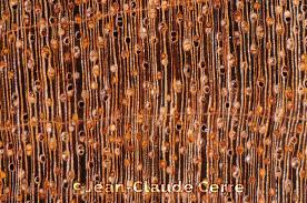 Image result for Staudtia