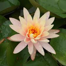 Nymphaea Wikipedia