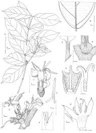 Image result for Tricalysia sp. E