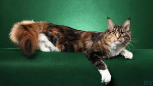 pin na doske zhivotnye