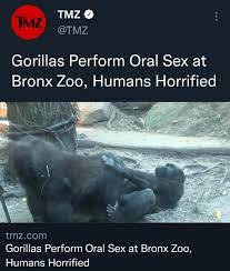 Gorilla blowjob