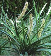 Image result for Sansevieria pedicellata