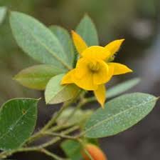 Image result for Eriosema rhynchosioides