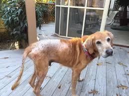 Hair loss can appear in a single spot, in patches or all over the body. Causes Natural Remedies For Hair Loss In Dogs Ask Ariel